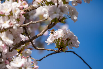 Obraz premium Bumblebee Collecting Nectar on Cherry Blossoms Against Blue Sky