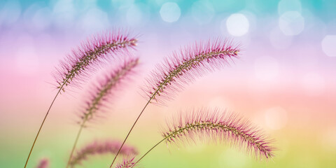 Obraz premium Whimsical Purple Fountain Grass Against a Dreamy Pastel Gradient with Bokeh Light Effects