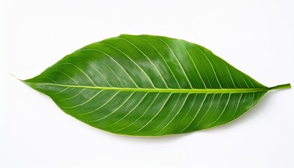 Obraz premium large green leaf isolated on white background for nature design