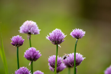 Beautiful macro shot of chives blossoms