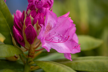 Close-up of a pink rhododendron blossom