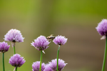 Bee is pollinating chives blossoms