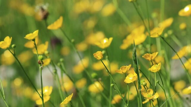 many buttercups in full bloom, a meadow full of buttercups, sunshine in the meadow, buttercups blowing in the wind, idyllic landscape with yellow flowers, meadow with yellow flowers, Ranunculus