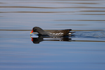 Common Moorhen Swimming on Calm Water with Reflection