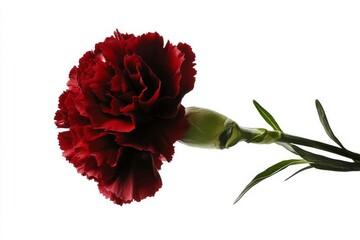 Dark Red Carnation Flower With Green Leaves Against a White Background in Close-Up.