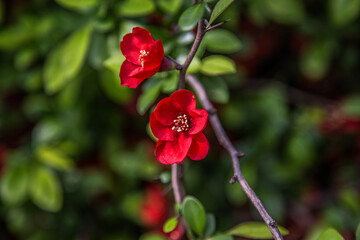Fiery Red Bloom