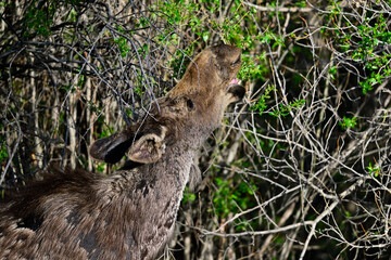 Obraz premium Wyoming Moose at The Grand Teton National Park