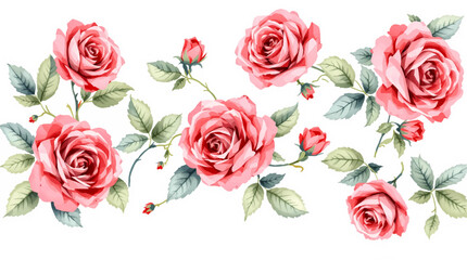 bouquet of roses watercolor