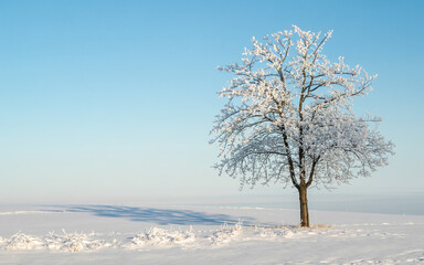 Fototapeta premium A frost-covered bare tree stands alone in a snowy field under a pale blue sky, casting a long shadow—minimalist, serene, and perfectly balanced.