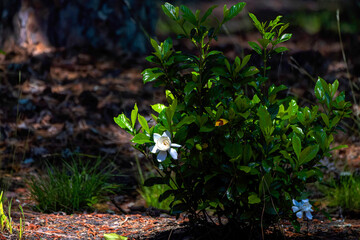 The cape jasmine (Gardenia jasminoides) commonly known as gardenia is an evergreen flowering plant . Shrub with its shiny green leaves and heavily fragrant white summer flowers.