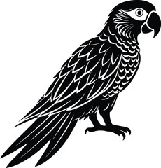 silhouette macaw on the white background
