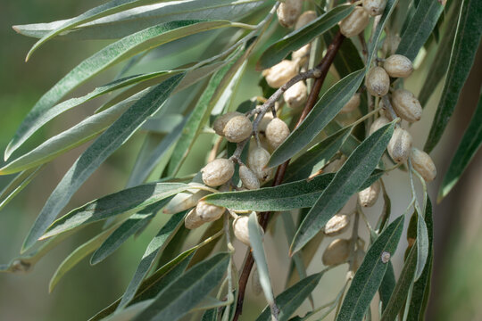 Branch of elaeagnus angustifolia with leaves and silver fruits. Tree green oleaster or russian olive growth in wild nature. Eastern oleaster or elaeagnus orientalis the elaeagnaceae family in summer.