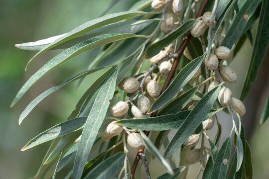 Branch of elaeagnus angustifolia with leaves and silver fruits. Tree green oleaster or russian olive growth in wild nature. Eastern oleaster or elaeagnus orientalis the elaeagnaceae family in summer.