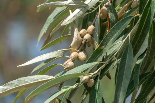 Branch of elaeagnus angustifolia with leaves and silver fruits. Tree green oleaster or russian olive growth in wild nature. Eastern oleaster or elaeagnus orientalis the elaeagnaceae family in summer.