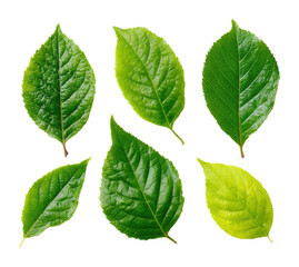 Fototapeta premium Vibrant green leaves display nature park botanical serenity perspective isolated on transparent background
