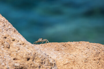 Sea animal Crab - Brachyura climbing on a stone by the sea