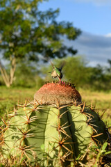 Hummingbird feeding on cactus flower in São João de Cariri, Paraiba, Brazil
