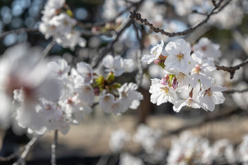 Beautiful cherry blossoms in spring 