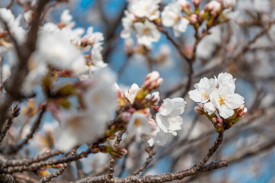 Beautiful cherry blossoms in spring 