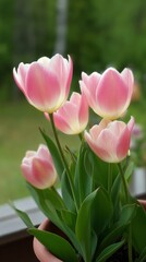 Fototapeta premium Pink Tulips Blooming in a Garden on a Sunny Spring Day