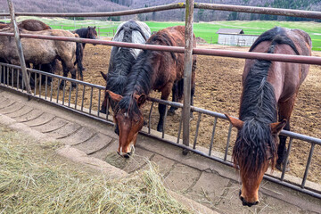 Group of horses eating dry hay