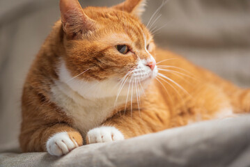 Portrait of a beautiful red domestic cat in an apartment.