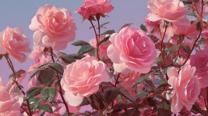 Soft Pink Roses Bloom Against a Pastel Sky During Springtime in a Vibrant Garden