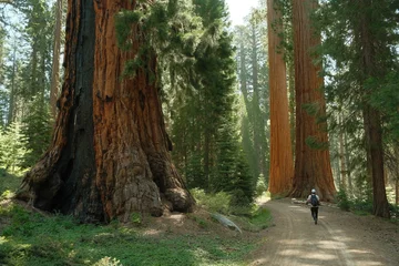  Hiker tourist walking through Ancient giant sequoia trees (Sequoiadendron giganteum) at Mariposa Grove in yosemite national park © Sarah