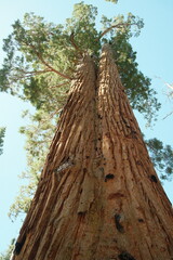 Ancient giant sequoia trees (Sequoiadendron giganteum) at Mariposa Grove in yosemite national park