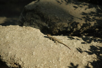 Sagebrush lizard in natural habitat at yosemite national park