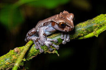 Crowned tree frog (Triprion spinosus), resting on a branch in a tropical forest in Costa Rica