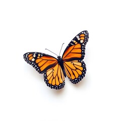 Fototapeta premium Bright monarch butterfly on white background