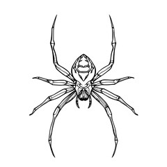 Spider Illustration: A detailed line art drawing of a spider, showcasing its intricate legs and body in a monochrome style, perfect for design projects.