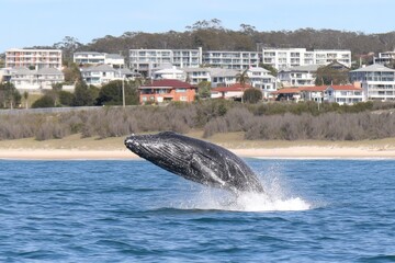 Fototapeta premium Whale's Coastal Breach - Majestic humpback whale breaches near coastal buildings, symbolizing freedom, power, nature's beauty, ocean wildlife, and coastal living
