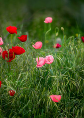 red poppies in the field