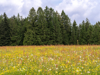 Prairie d'altitude fleurie devant la forêt