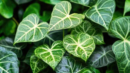 Green Leaf Plant Close-Up