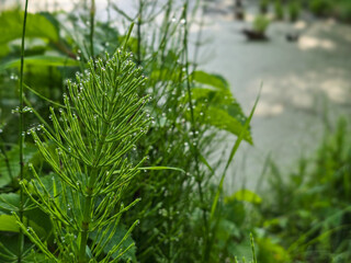 Close-up of a green horsetail plant with dew drops in a lush forest near a pond. Green grass with dew drops