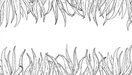 Aloe leaves horizontal black and white vector border with copy space for text. Floral illustration for cosmetic packaging, spa menus, organic product labels, and minimalist wedding invitations.