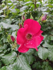 Close-up of a vibrant pink wildflower adorned with raindrops amidst lush green leaves