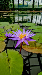 Close-up of a blooming purple water lily with yellow center, surrounded by green lily pads in a greenhouse pond, Botany Garden, Liberec, Czech Republic.