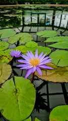 Close-up of a blooming purple water lily with yellow center, surrounded by green lily pads in a greenhouse pond, Liberec, Czech Republic.