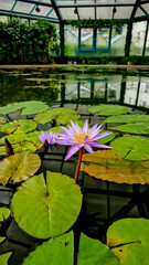 Close-up of a blooming purple water lily with yellow center, surrounded by green lily pads in a greenhouse pond, Liberec, Czech Republic.