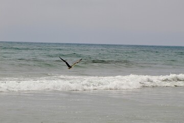 Osprey bird flying over ocean at Torrey Pines state natural reserve park in San Diego California
