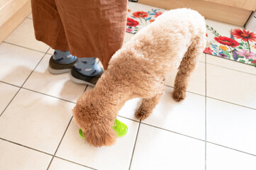Beautiful miniature poodle dog seen licking a food mat prior to the female dog owner combing the...