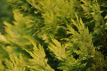 arborvitae