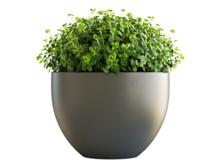 Compact green plant in a sleek rounded pot for minimalistic indoor decoration.
