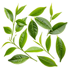 Fototapeta premium green leaves on white background
