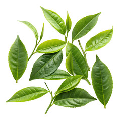 Fototapeta premium green leaves isolated on white background