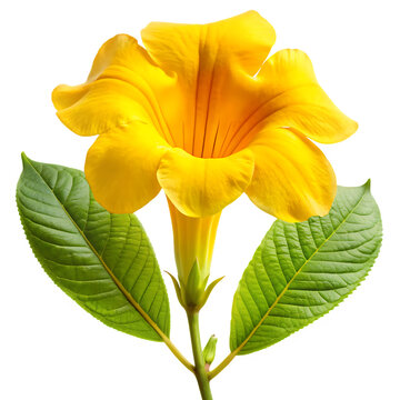 Fototapeta Vibrant yellow flower blossom isolated on a white background png ai generated